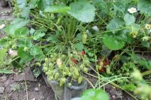 Полуниця купчиха опис сорту, поради щодо посадки та догляду, відгуки садівників полуниця