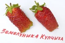 Полуниця купчиха опис сорту, поради щодо посадки та догляду, відгуки садівників купчиха