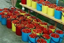 Полуниця у теплиці цілий рік технологія вирощування, сорту вирощування