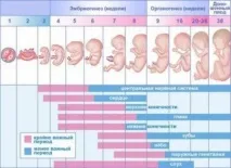 Клінічний перебіг вагітності вагітності