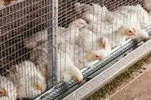 Комбікорм для бройлерів своїми руками птахів