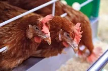 Комбікорм для бройлерів своїми руками бройлерів