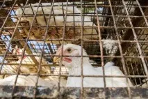 Комбікорм для бройлерів своїми руками руками