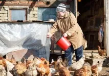 Комбікорм для бройлерів своїми руками птахів