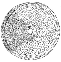 Кінчик молодого корінця цибулі (Allium сірка) на поперечному зрізі 1969 р. Паламарчук І молодого