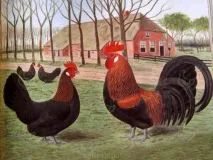 Коротконогі кури крипери, їх характеристика характеристика