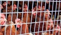 Кури несушки зміст кури
