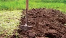 Аґрус Чорний Негус особливості посадки та догляду чорний