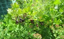 Аґрус Чорний Негус особливості посадки та догляду особливості