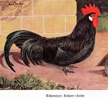 Кури Крипери далі