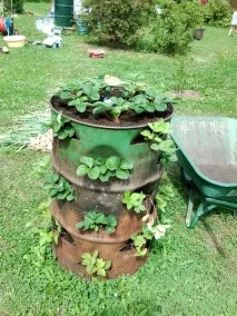 вирощував