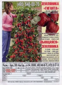 кучеряву