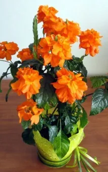 crossandra