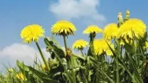Лікувальні властивості квітів кульбаби застосування в народній медицині - My Life квітів