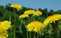 Лікувальні властивості квітів кульбаби застосування в народній медицині - My Life квітів
