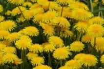 Лікувальні властивості квітів кульбаби застосування в народній медицині - My Life квітів