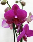 Лілія садова - Liliaceae лілія