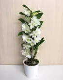 Лілія садова - Liliaceae liliaceae