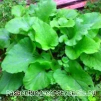 Аркуш лопуха в народній медицині аркуш