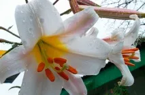 Лілія садова - Liliaceae садова