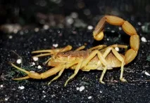 Leiurus quinquestriatus - найотруйніший скорпіон! leiurus