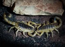 Leiurus quinquestriatus - найотруйніший скорпіон! quinquestriatus