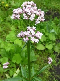 valeriana