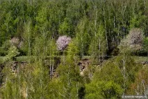 весни