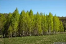 Осетр