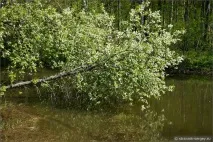 весни
