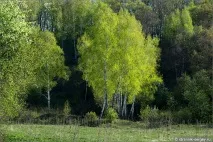 весни