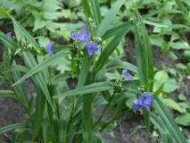 Багатолика традесканція та її родичі родичі
