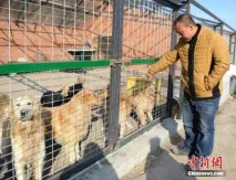 Мільйонер з Китаю продав майно та побудував притулок для собак - Vegan китаю