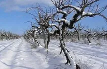 Все, що потрібно знати виноградарям про догляд за рослиною потрібно