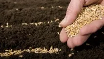 Морква - вирощування та догляд у відкритому ґрунті, Як садити моркву насінням відкритому