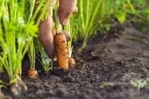 Морква - вирощування та догляд у відкритому ґрунті, Як садити моркву насінням ґрунті