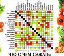 Морква - вирощування та догляд у відкритому ґрунті, Як садити моркву насінням відкритому