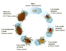 Народні засоби від клопів постільних у квартирі клопів