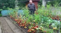 Низькорослі сорти помідорів для відкритого грунту та теплиць. помідорів