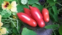 Низькорослі сорти помідорів для відкритого грунту та теплиць. сорти