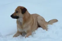 собак