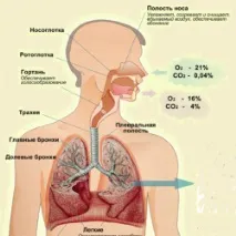 Носове дихання у дорослих та дітей - у чому важливість та значення, Все про гайморит дорослих