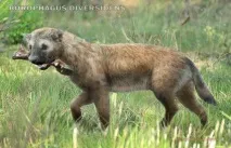 псових
