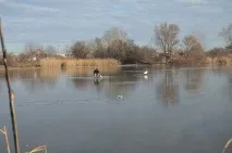 Про що мовчать товстолобики мовчать
