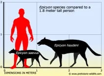haydeni