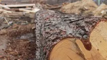 окорка