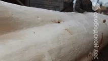окорка