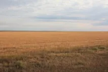 цілини