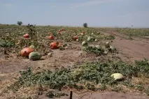 Відгук про відвідування ярмарку «Бахча без хімії» Пономарьових у Ставропольському краї ярмарку