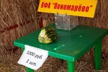 Відгук про відвідування ярмарку «Бахча без хімії» Пономарьових у Ставропольському краї відгук